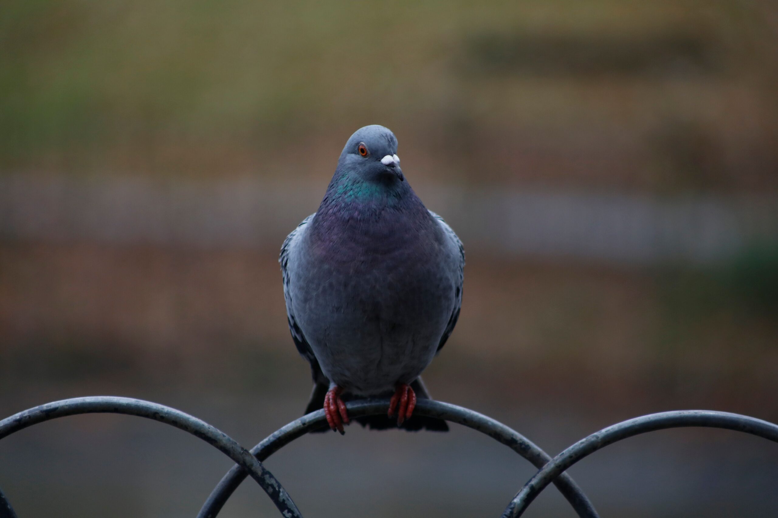 pigeon perched on top of a metal fence with a blurry background in the distance